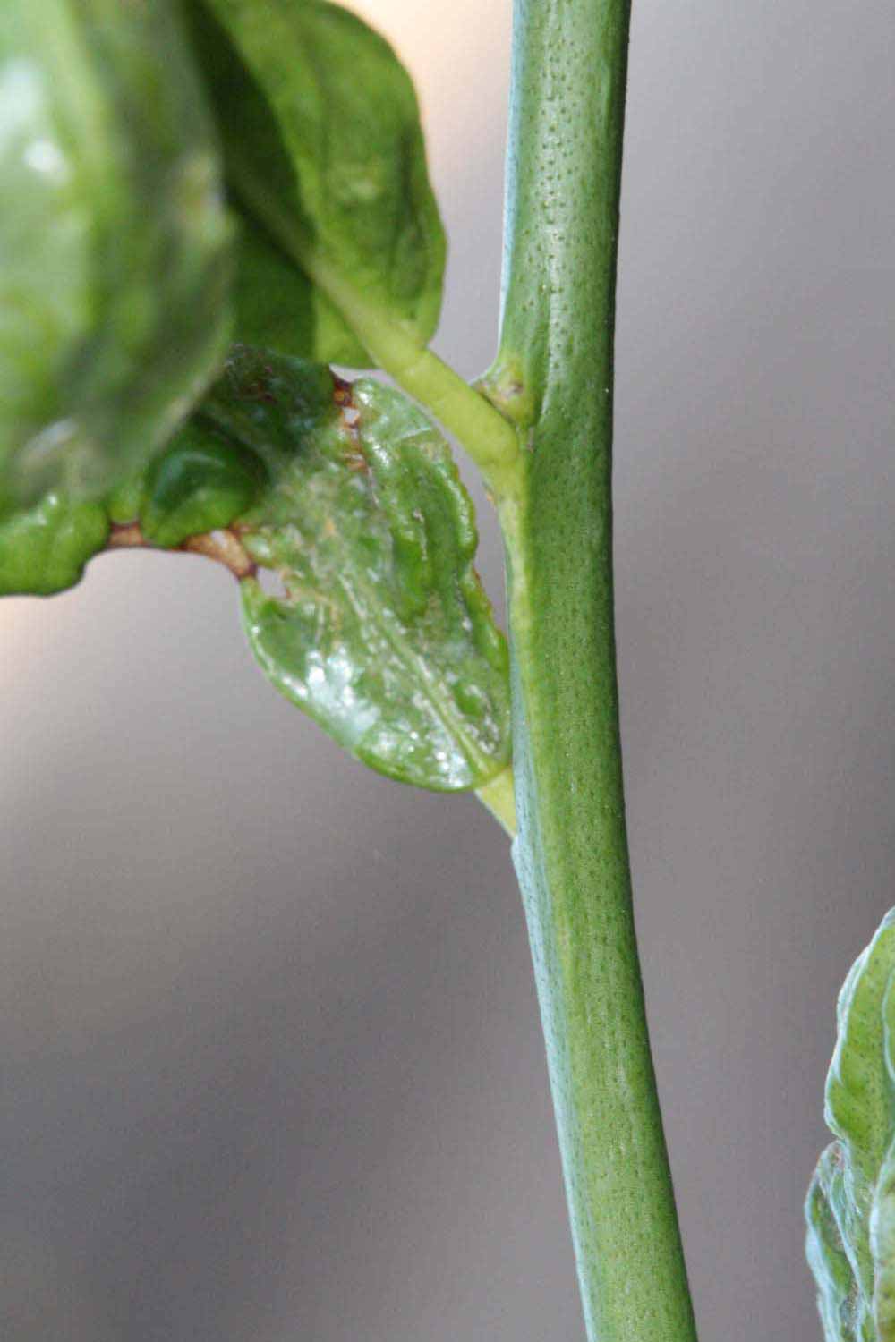            First year twig (Riverside, CA)   